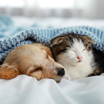 Dog and Cat Sleeping at Home