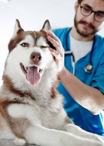 Examination of a Male Huskee dog at home by the Emergency vet