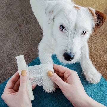 Emergency Vet doing a bandage on a dog
