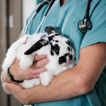 Vet Holding a rabbit prior to his clinical exam