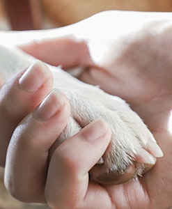 Owner is holding his dog's paw while it is put to sleep