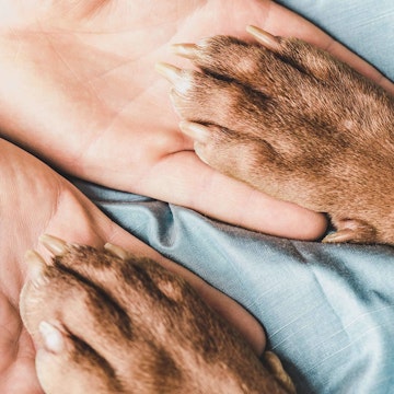 Paws of a dog touching his owner's hands