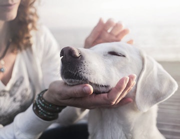 Young labrador enjoying her owner's hand on his beautiful head