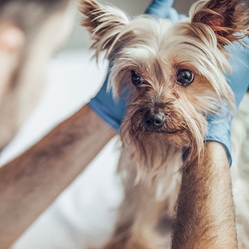 Yorkshire Terrier Dog being hold by his owner