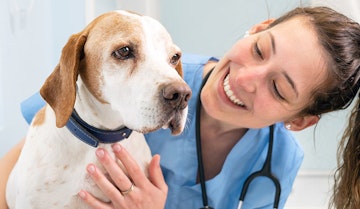 Female emergency vet taking a look at a dog's eye